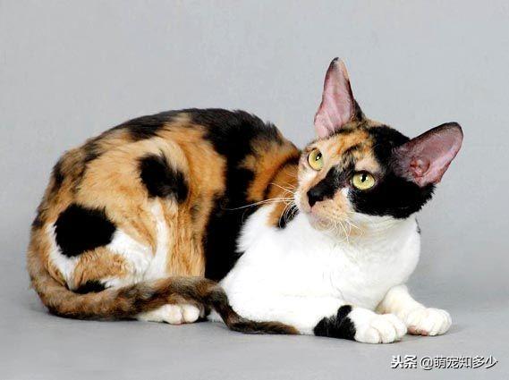 柯尼斯卷毛猫资料（塞尔凯克卷毛猫来源）