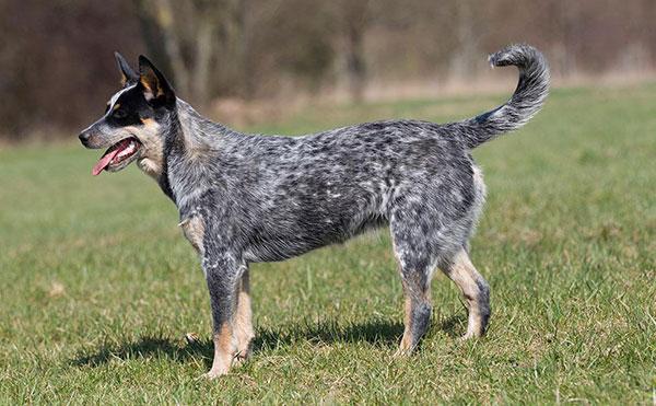 澳洲牧牛犬图片及智商排名（澳大利亚牧羊犬多少钱一只）