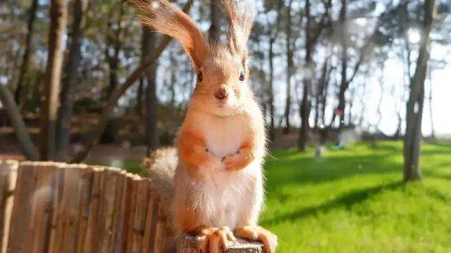 魔王松鼠的寿命