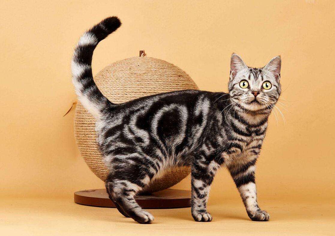 中国狸花猫性格特点