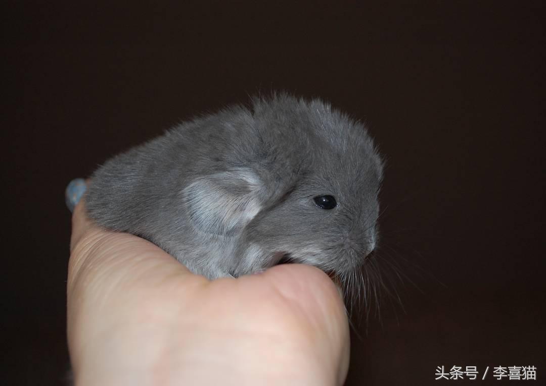 龙猫宠物图片（宠物店龙猫价格）