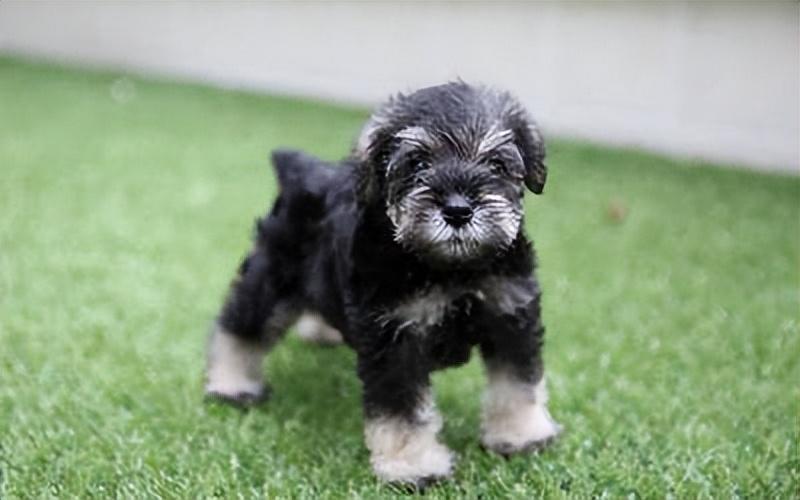 梗犬种类大全（十大梗犬排行榜）