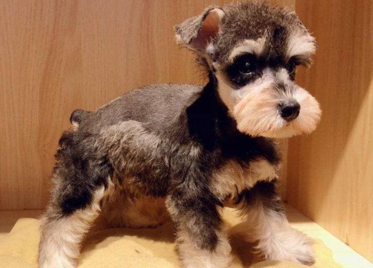 雪纳瑞几个月变漂亮（正宗雪纳瑞犬的优点和缺点详解）