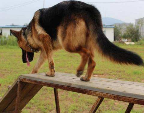 长毛德牧和短毛德牧区别及图片（德牧德牧怎么训练及饲养要点）