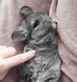 龙猫宠物图片（宠物店龙猫价格）