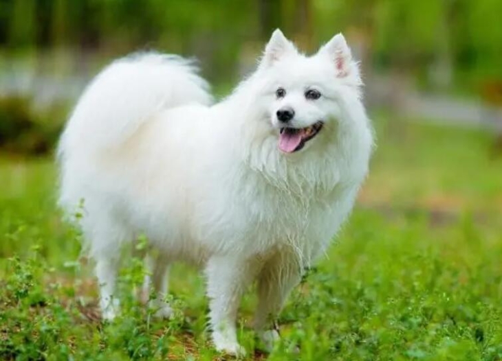 银狐犬（银狐犬特征资料）