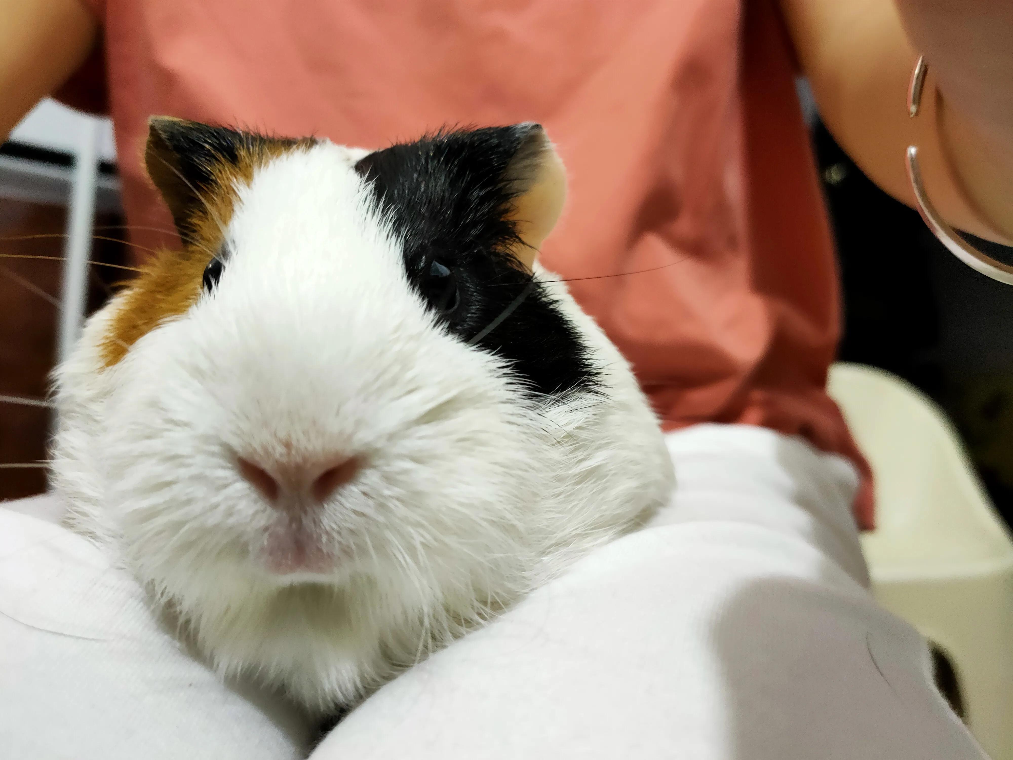 天竺鼠如何饲养（详解：养天竺鼠要注意的事项）