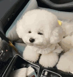 一只坎高犬的价格及图片（土耳其坎高犬中国哪里有卖的）