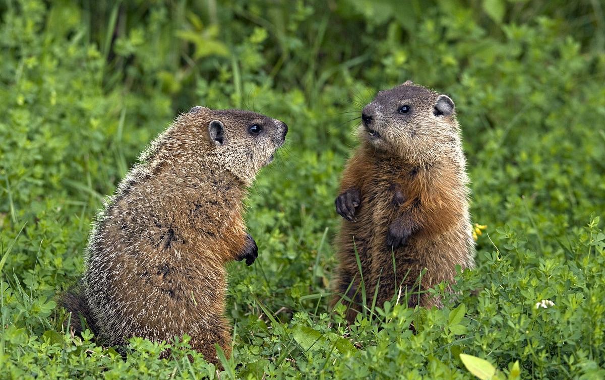 土拨鼠图片呆萌（物种百科：旱獭又称土拨鼠）