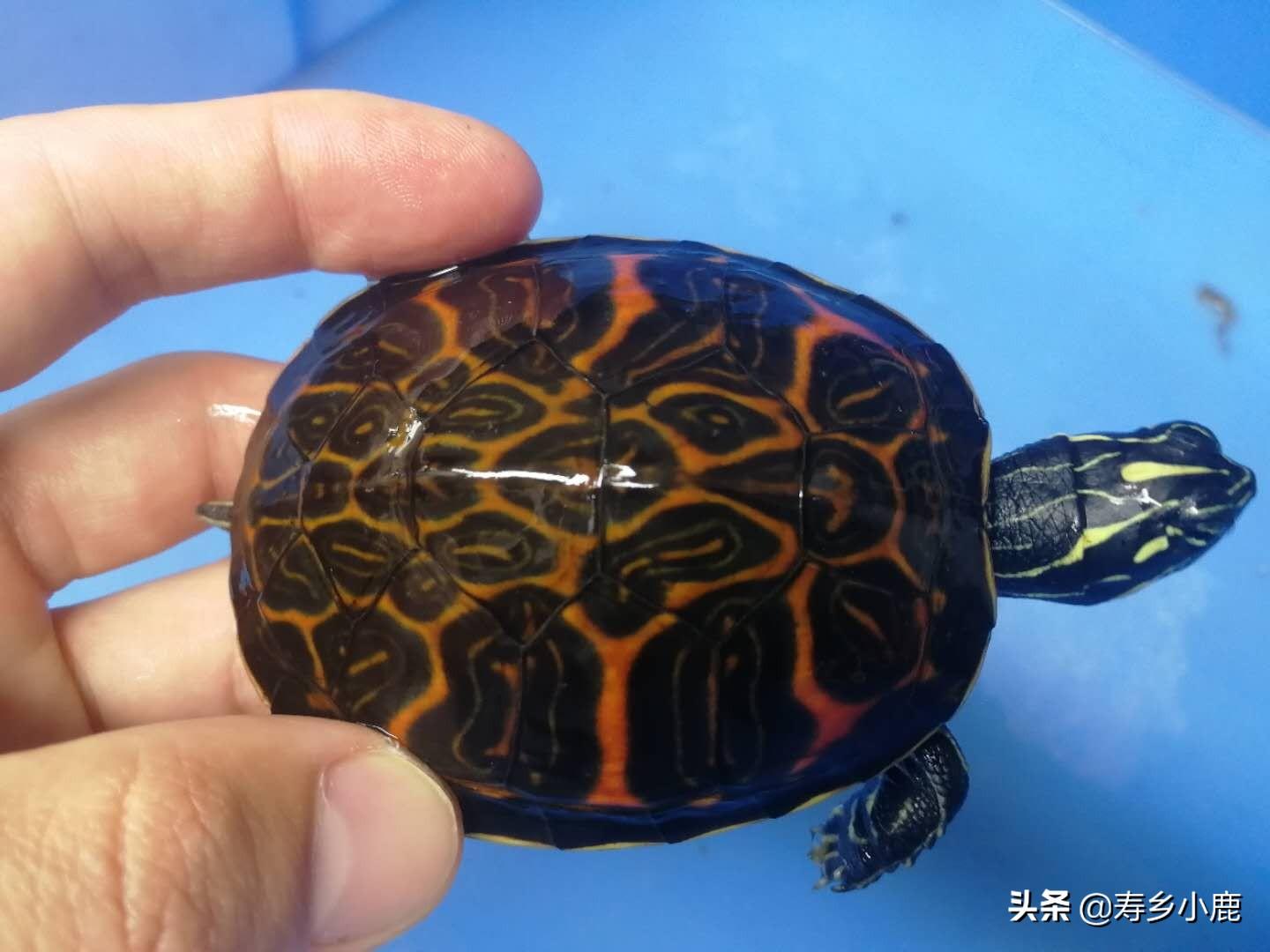 火焰龟养殖方法和注意事项（附：歪头纹火焰龟的特征资料）