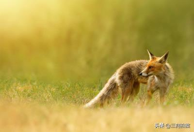 养狐狸当宠物可行？（狐狸好养吗）