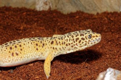 豹纹守宫（豹纹守宫的尾巴有很多秘密，断尾了怎么办）