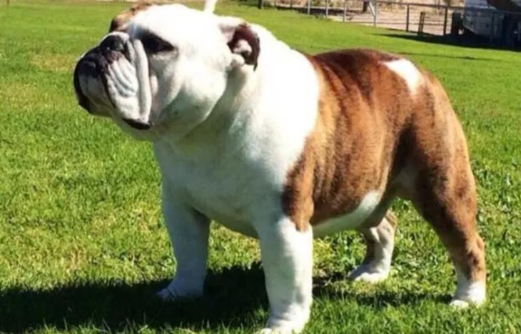 美国斗牛犬（美国斗牛犬特征资料）