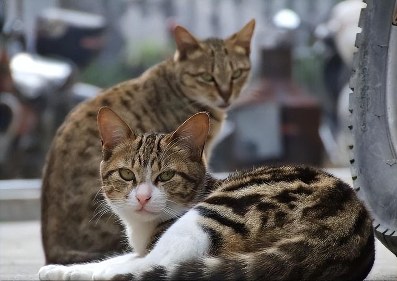 纯种狸花猫一只多少钱（小宠物猫的品种及价格）