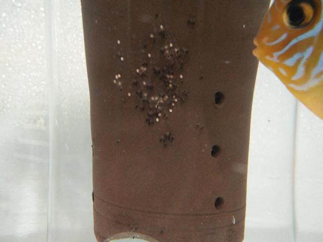 七彩鱼的养殖技巧及注意事项（附：调理养七彩鱼的水质）