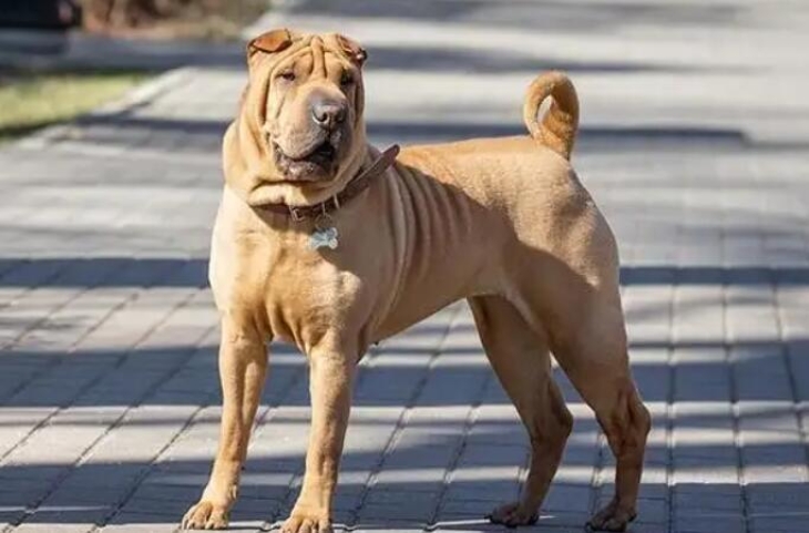 沙皮犬（沙皮犬特征资料）