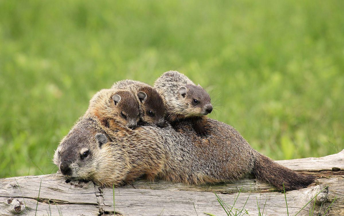 土拨鼠图片呆萌（物种百科：旱獭又称土拨鼠）