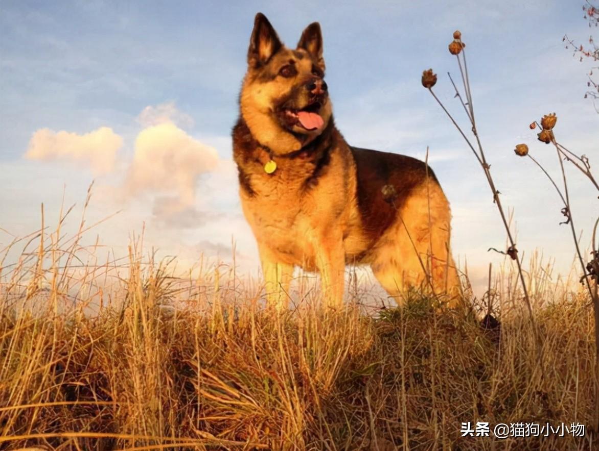 长毛德牧和短毛德牧区别及图片（德牧德牧怎么训练及饲养要点）