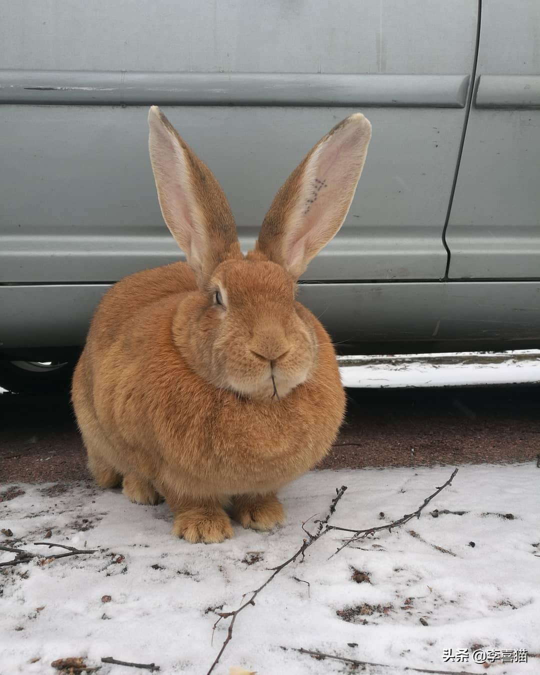 巨型花明兔难养吗（详解养巨型花明兔技巧）