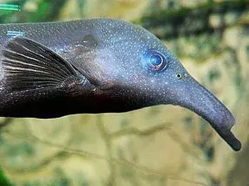 什么鱼能与象鼻鱼混养（附：象鼻鱼饲养方法）