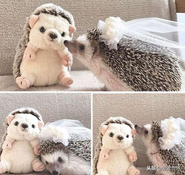 迷你刺猬好养吗，会不会咬人呢（详解：养迷你刺猬要注意的事项）