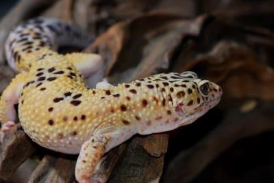 豹纹守宫（豹纹守宫的尾巴有很多秘密，断尾了怎么办）