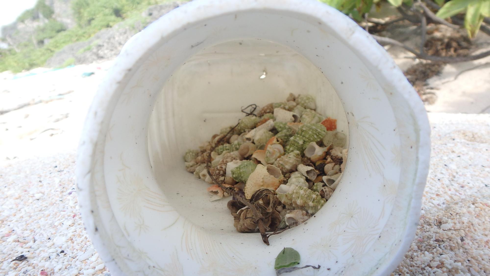 寄居蟹怎么养多久换一次壳（普通寄居蟹图片）