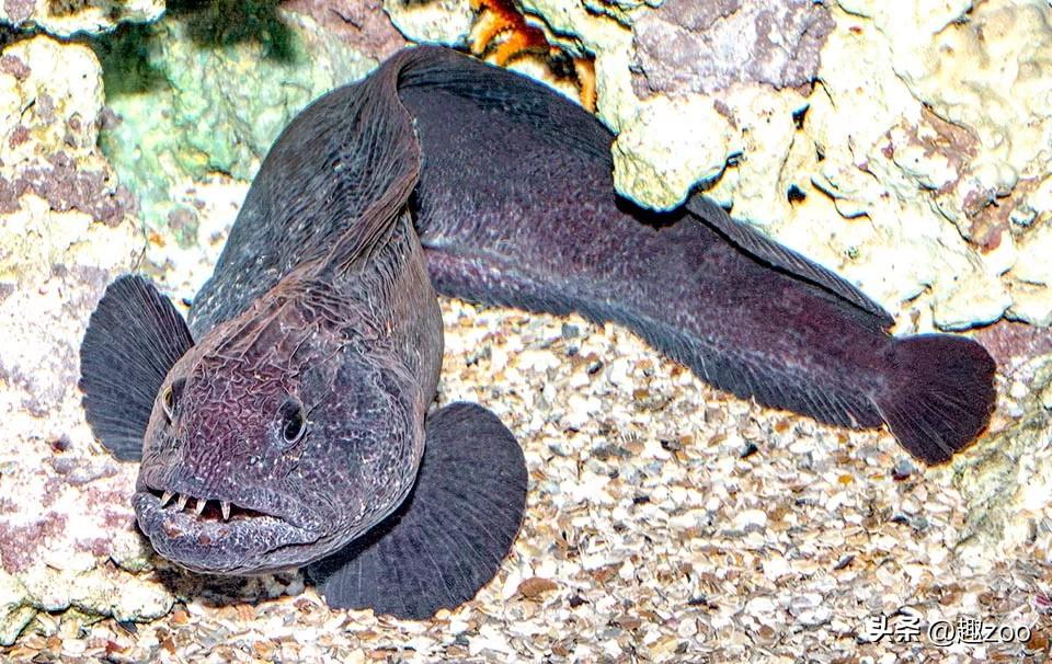 斧头鱼会发光吗（银板鱼品种大全）