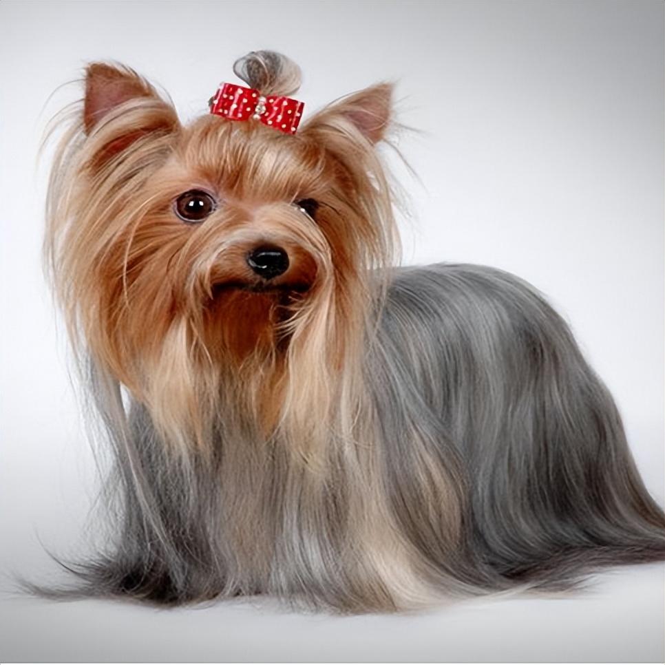 梗犬种类大全（十大梗犬排行榜）