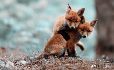 养狐狸当宠物可行？（狐狸好养吗）