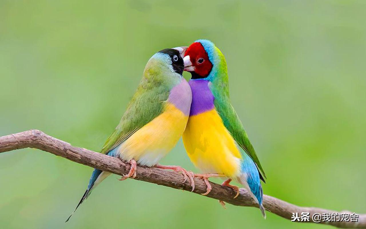 推荐10种好养的宠物鸟及排名（宠物鸟种类有哪些）