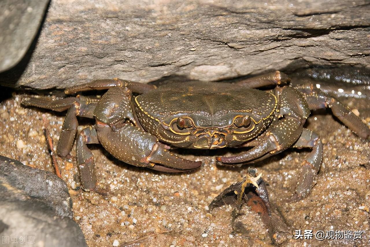 相手蟹怎么养比较好（宠物相手蟹土养还是水养吃什么食物养活）