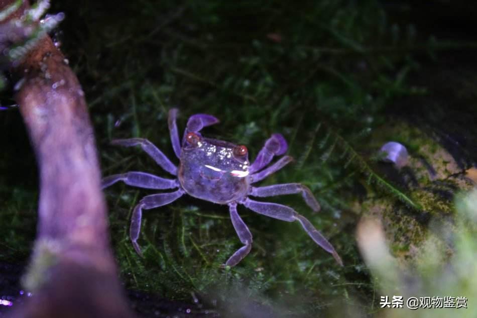 相手蟹怎么养比较好（宠物相手蟹土养还是水养吃什么食物养活）