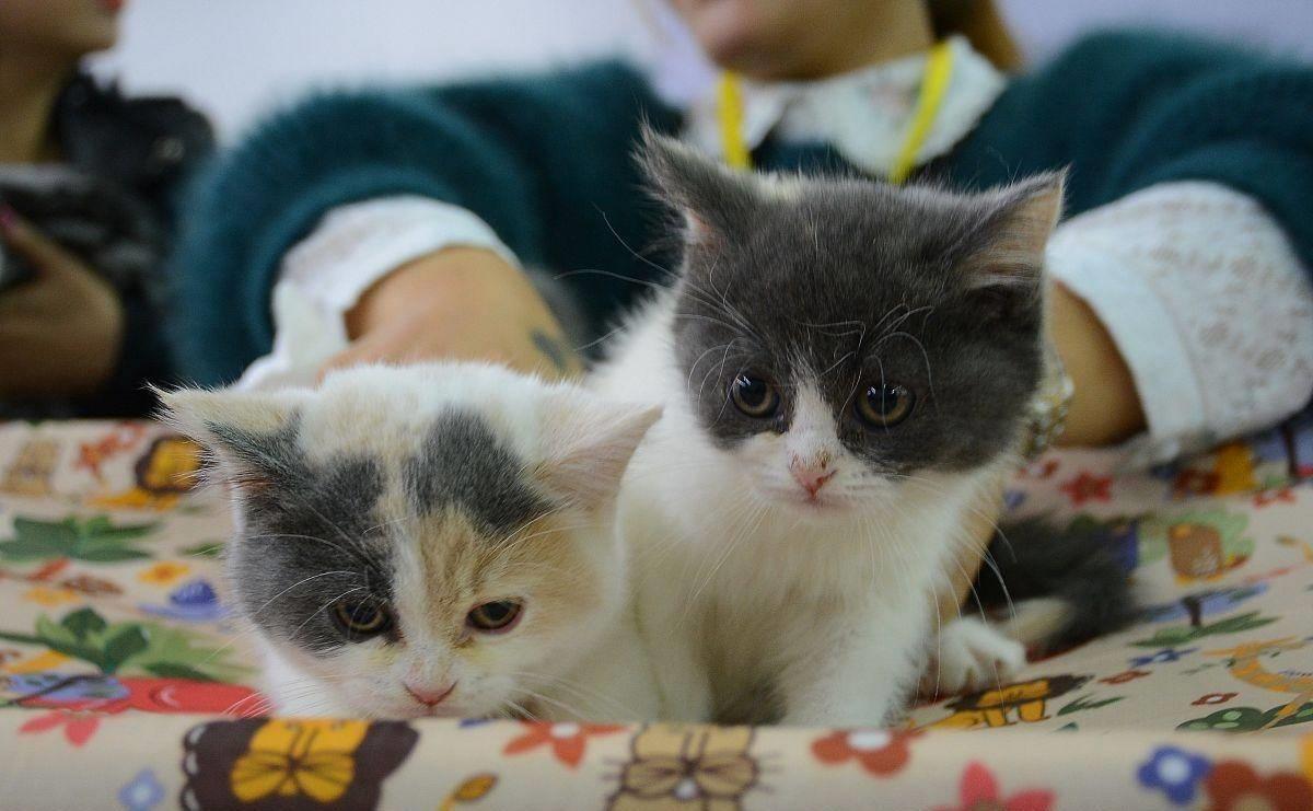 小猫拉肚子吃什么药最好（2个月小猫拉稀怎么办 用什么药能最快解决）