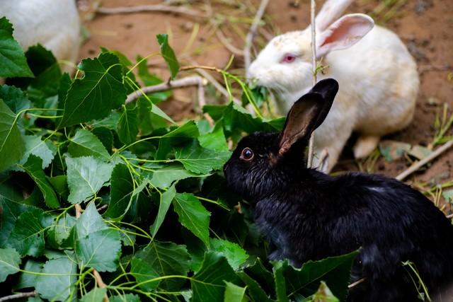 獭兔养殖的前景如何(你知道獭兔皮多少钱一张吗)