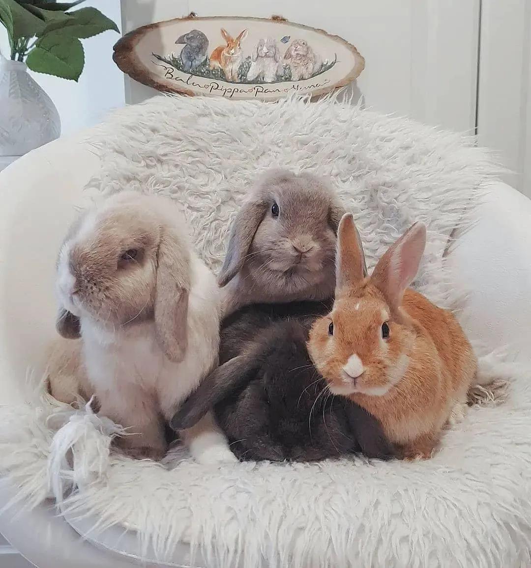 獭兔养殖的前景如何(你知道獭兔皮多少钱一张吗)