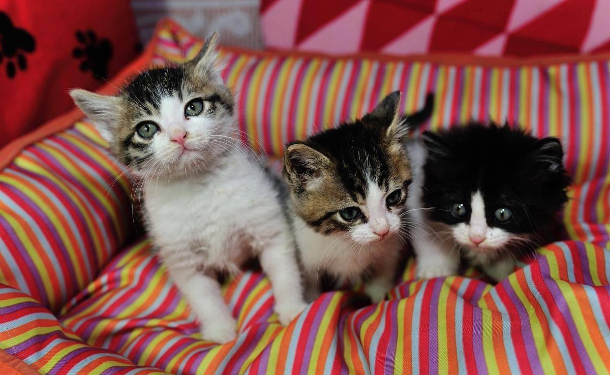 小猫拉肚子吃什么药最好（2个月小猫拉稀怎么办 用什么药能最快解决）