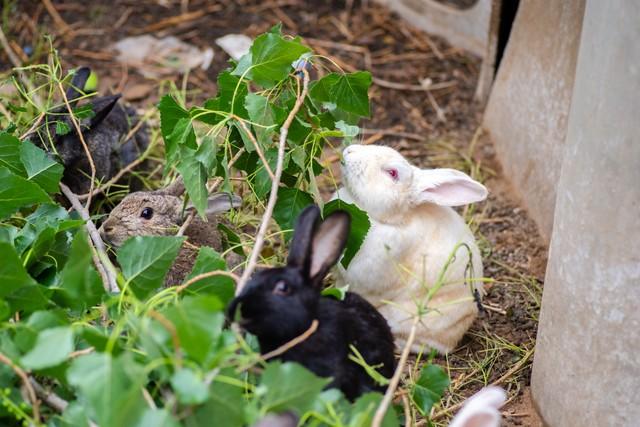 獭兔养殖的前景如何(你知道獭兔皮多少钱一张吗)