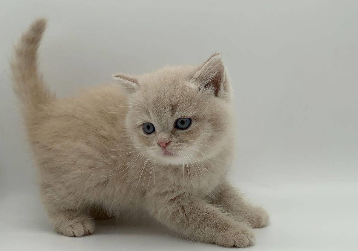 小猫拉肚子吃什么药最好（2个月小猫拉稀怎么办 用什么药能最快解决）