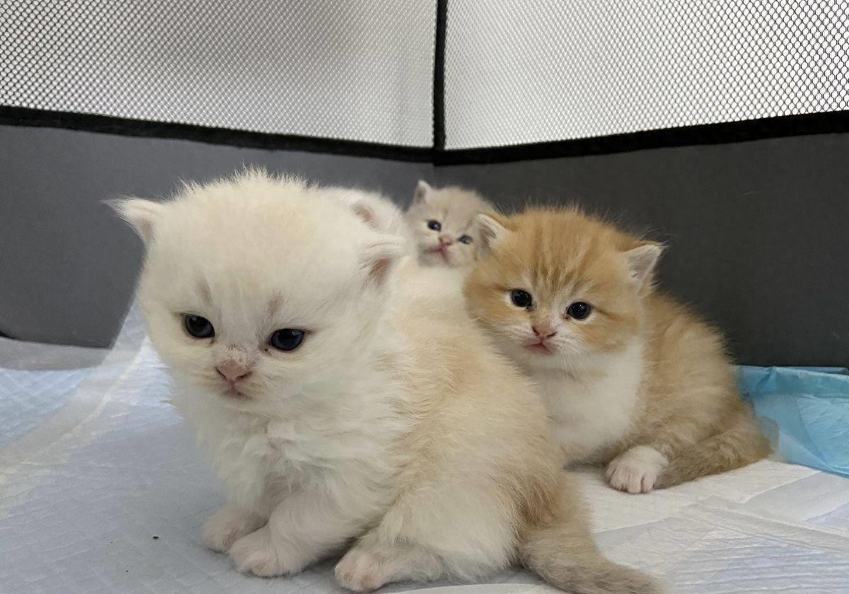 小猫拉肚子吃什么药最好（2个月小猫拉稀怎么办 用什么药能最快解决）