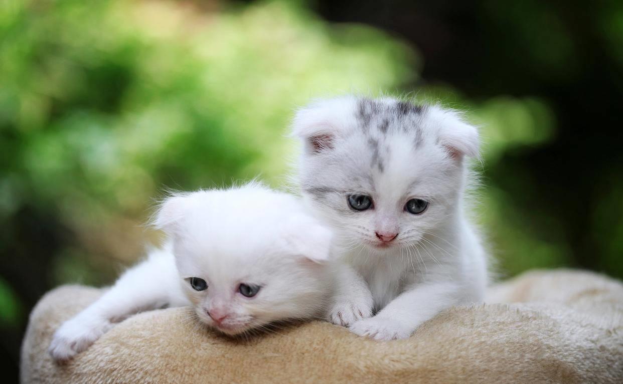 小猫拉肚子吃什么药最好（2个月小猫拉稀怎么办 用什么药能最快解决）