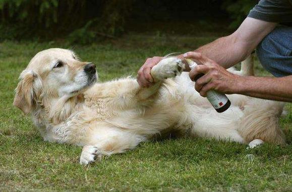 金毛对主人最亲的表现（标准金毛犬尾巴照片）