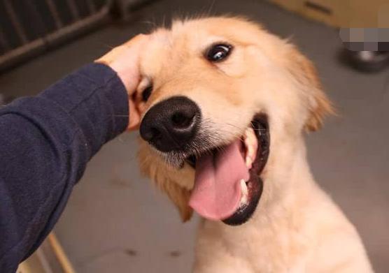 金毛对主人最亲的表现