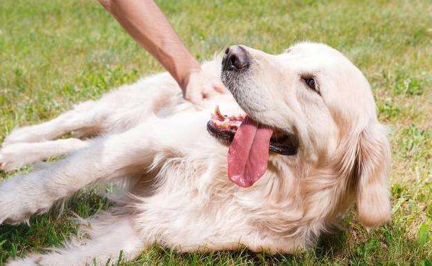 金毛对主人最亲的表现（标准金毛犬尾巴照片）