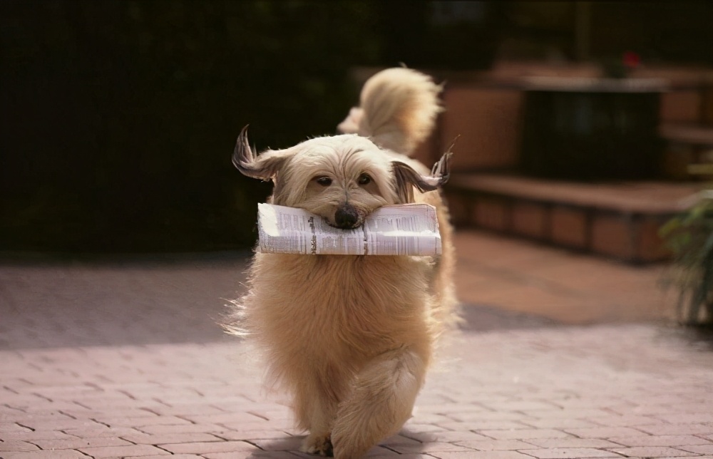 金毛不听话打哪个部位，金毛怎么训练才听话