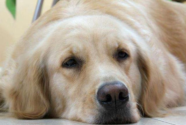 金毛对主人最亲的表现（标准金毛犬尾巴照片）