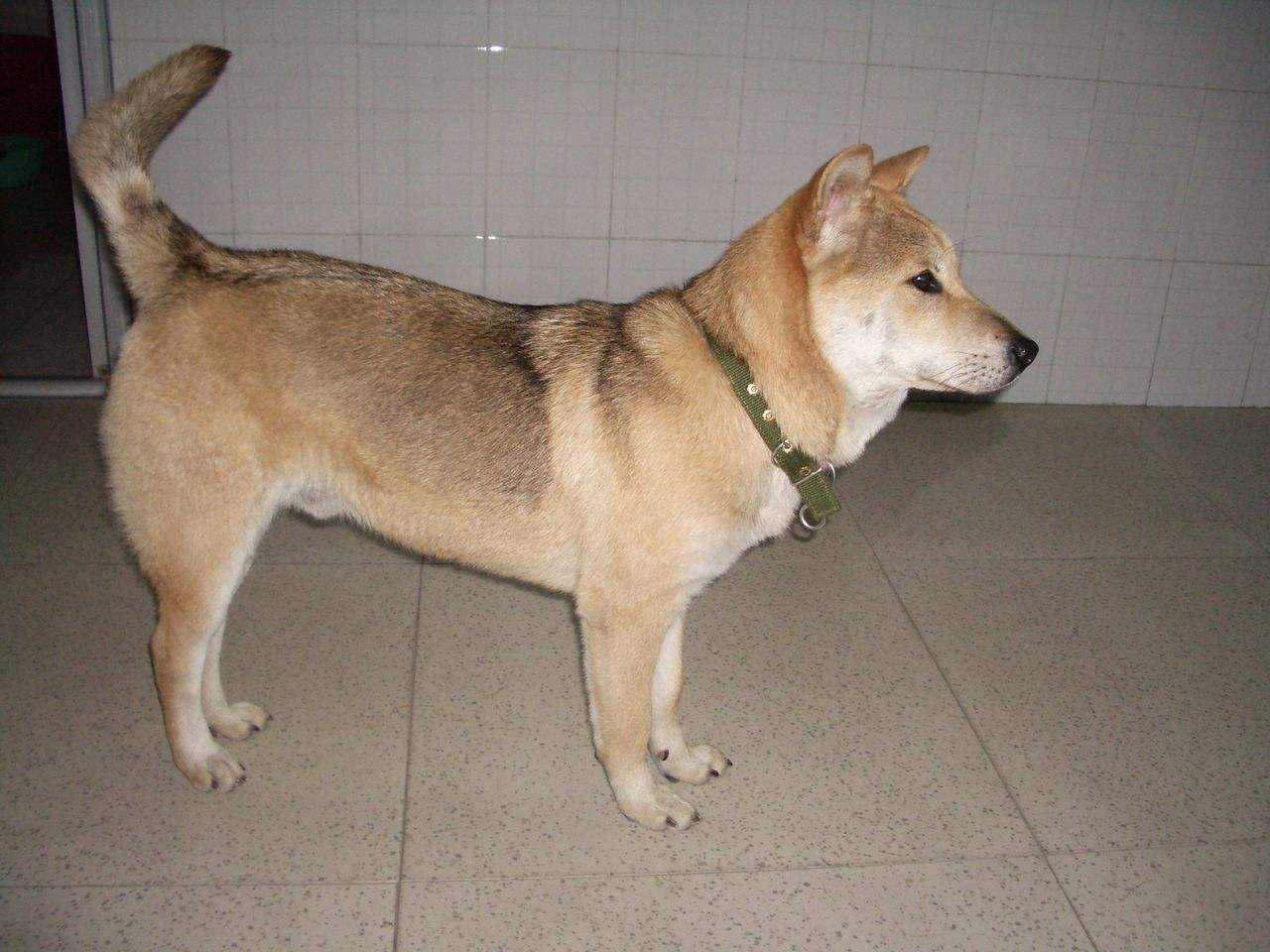 中华田园犬最大的缺点(中华田园犬怎么驯养)