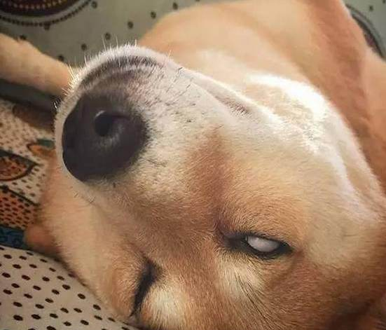 中华田园犬最大的缺点(中华田园犬怎么驯养)