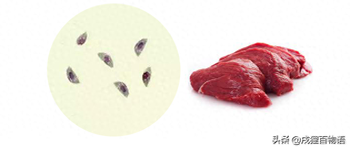 猫爬过的床单有弓形虫么（危：猫狗带来的弓形虫对孕妇有影响）