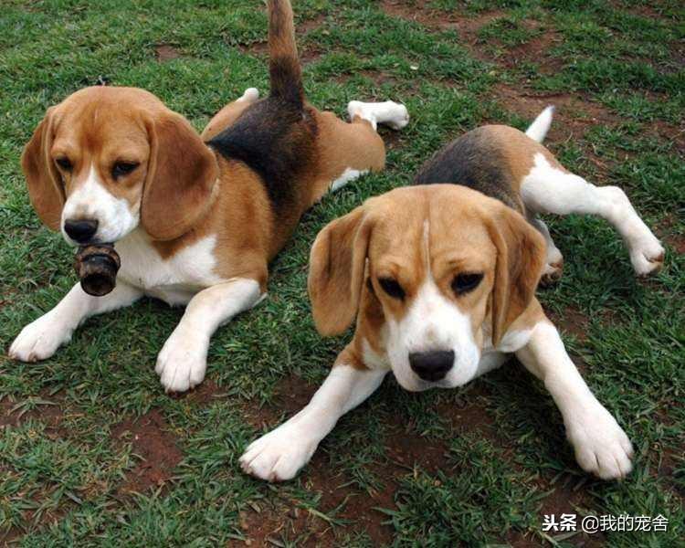 为什么比格犬很少人养（分享比格犬图片）